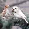 Leveraging “Bird Dogs” for Off-Market Properties